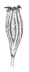 Ulota perichaetialis, capsule, dry. Drawn from A.J. Fife 8045, CHR 436781 and A.J. Fife 6491, CHR 461720.
 Image: R.C. Wagstaff © Landcare Research 2017 